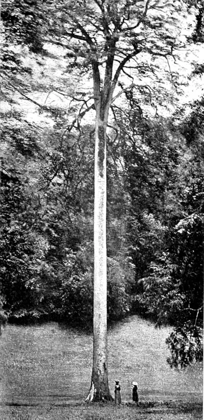 Image description